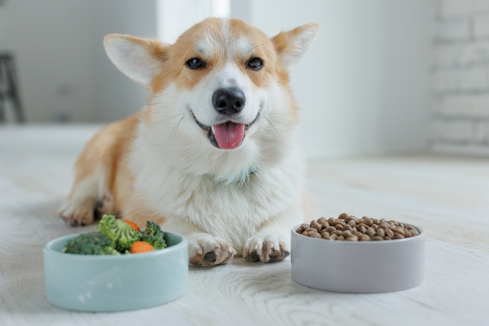 Pet goods sector: trends and possibilities